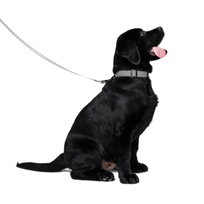 Quantum Nanops: Pet Leash (From the indGame book series)